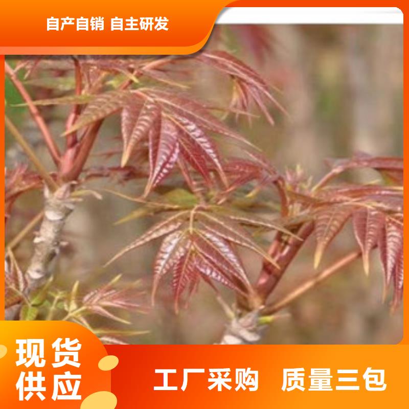 【香椿苗】桃树苗源头厂家供应