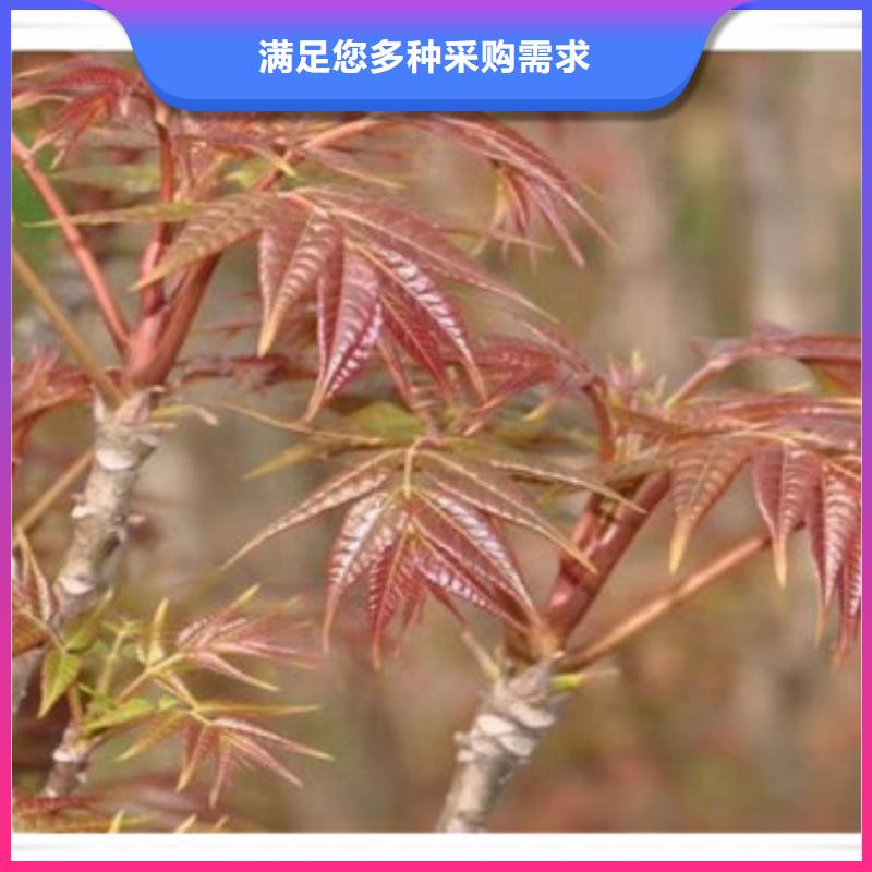 香椿苗蓝莓苗质量优价格低