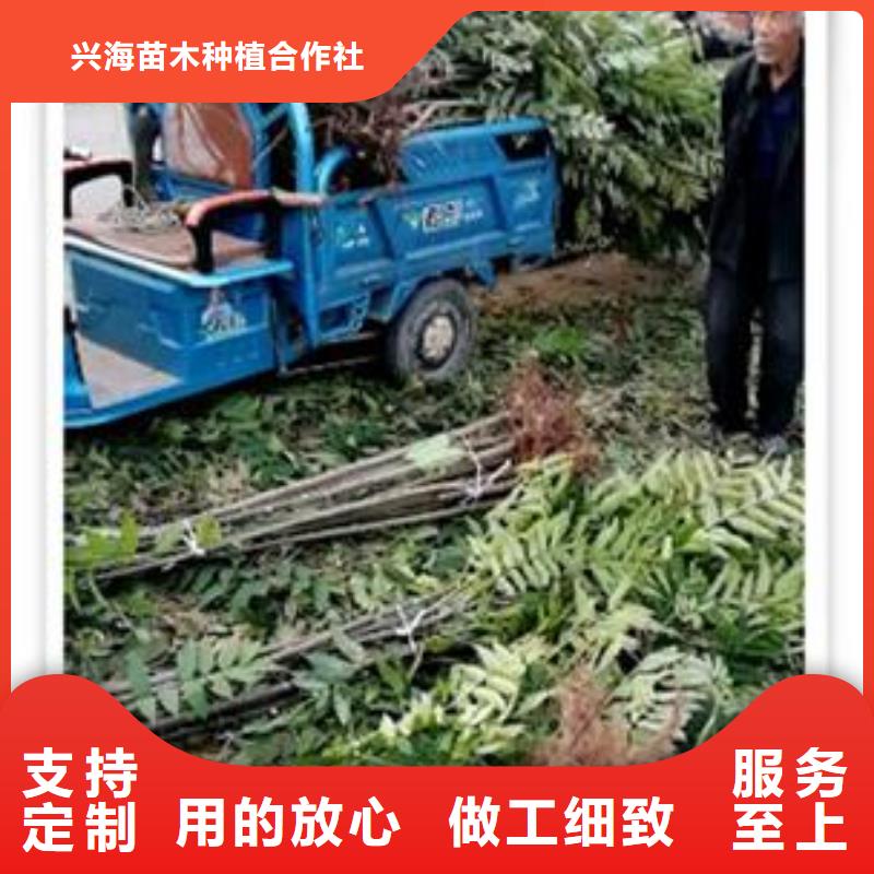 香椿苗_板栗苗质量上乘