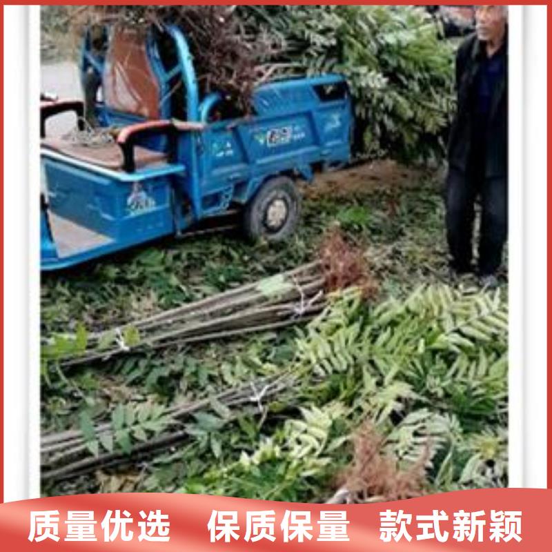 【香椿苗】桃树苗源头厂家供应