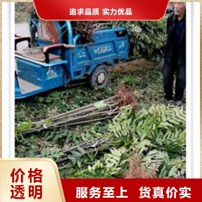 香椿苗蓝莓苗质量优价格低