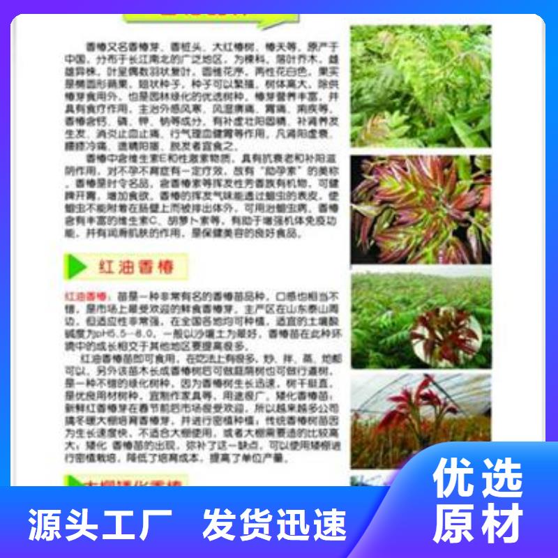 香椿苗蓝莓苗质量优价格低