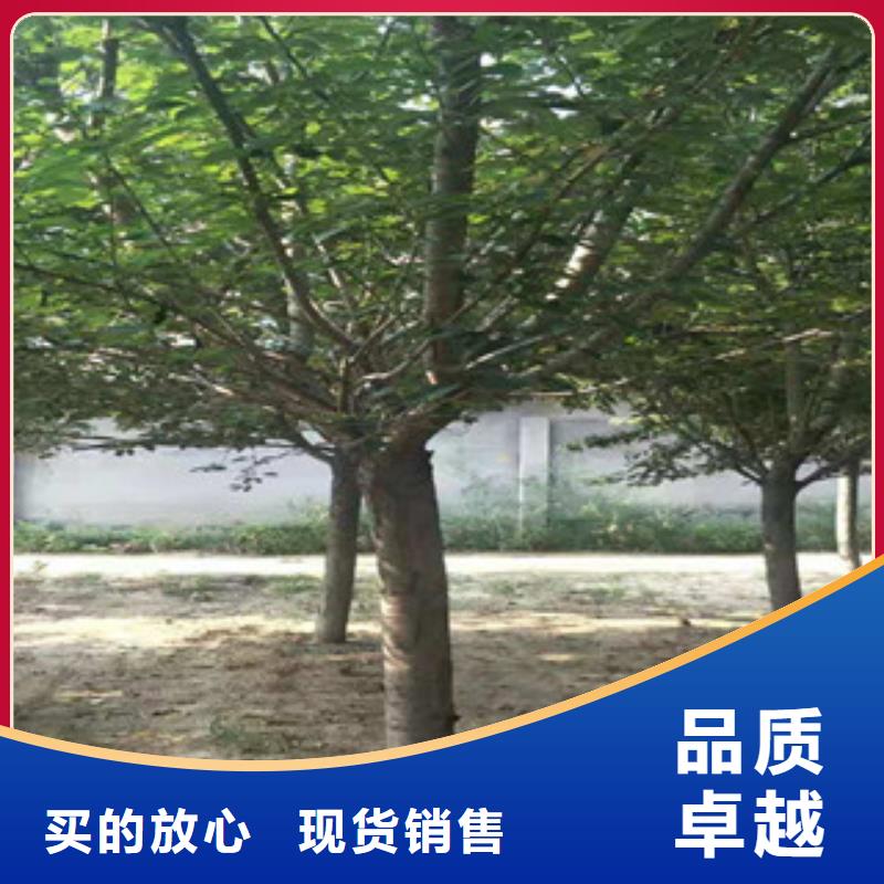 樱花占地果树材质实在