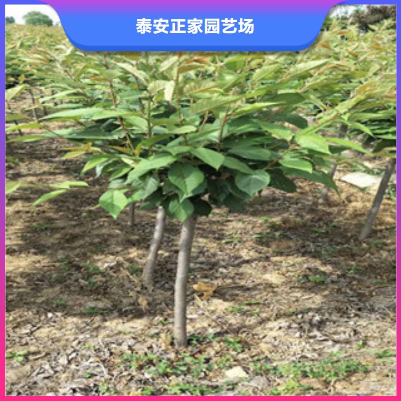 樱花占地果树材质实在