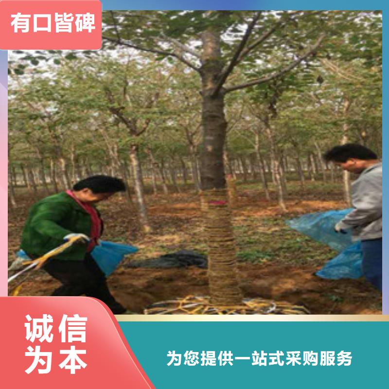 樱花占地果树材质实在