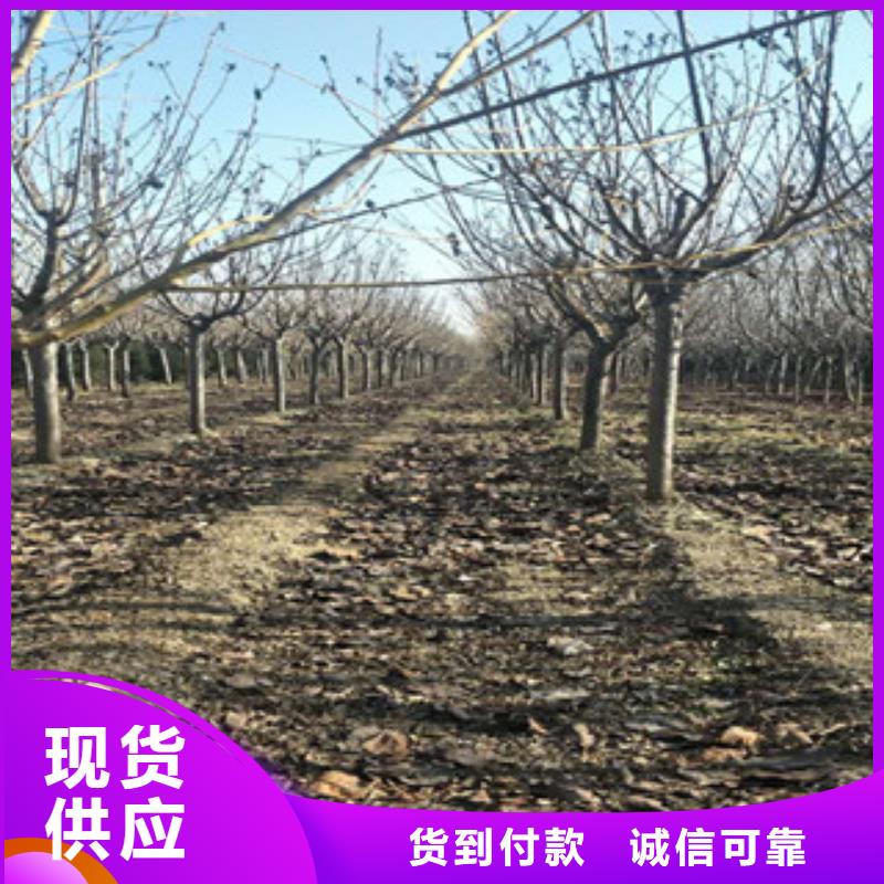 樱花蓝莓苗一站式服务
