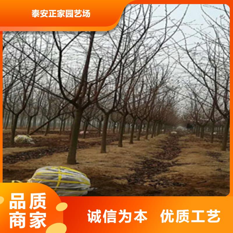 樱花蓝莓苗一站式服务