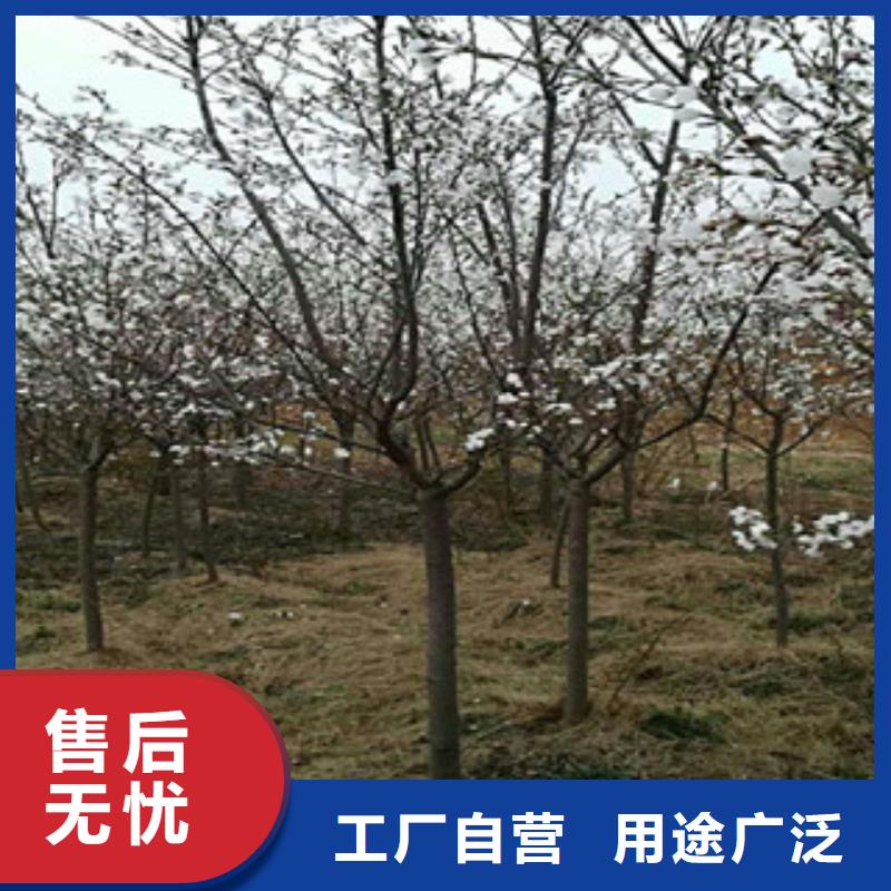 樱花蓝莓苗一站式服务