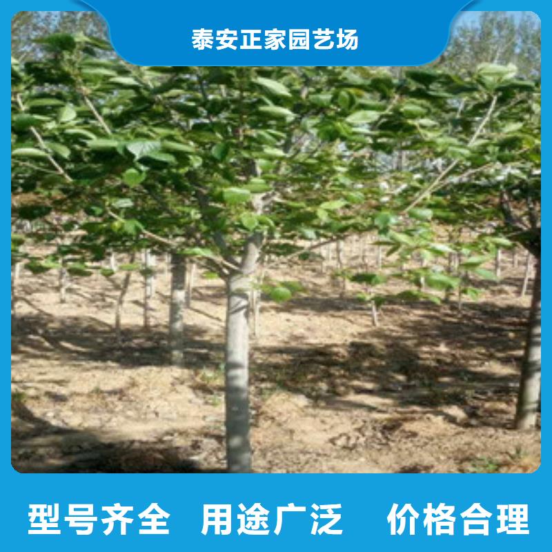 樱花-钙果苗优质工艺