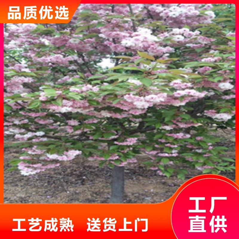 樱花-钙果苗优质工艺