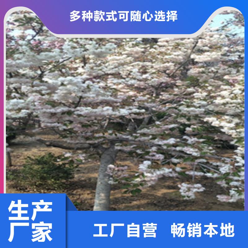 樱花-钙果苗优质工艺