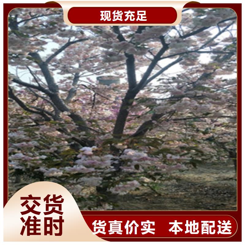 樱花占地果树材质实在