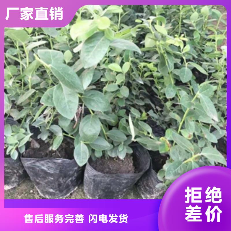 蓝莓苗钙果苗一站式采购商家