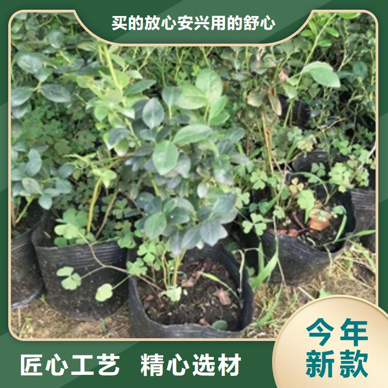 蓝莓苗绿化树绿化工程工厂批发