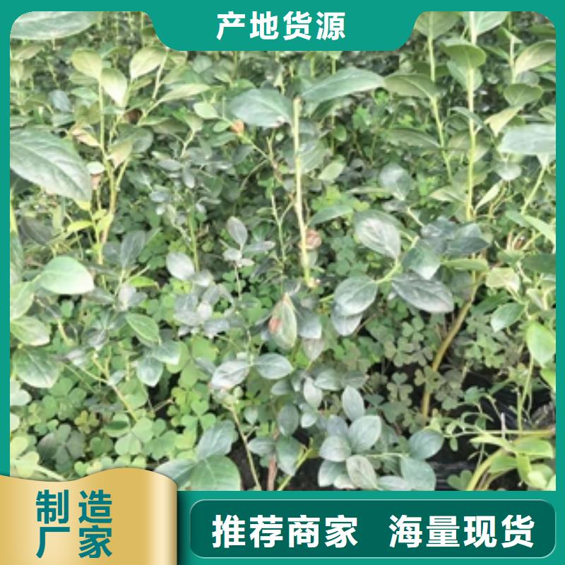 蓝莓苗源头工厂