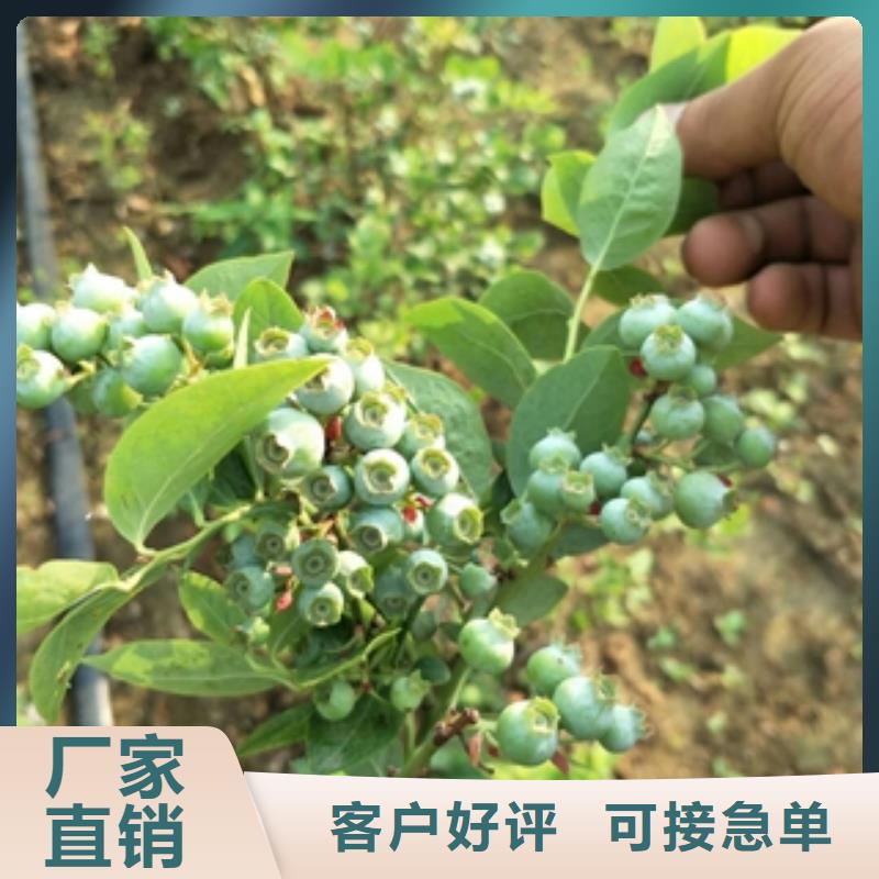 蓝莓苗绿化树绿化工程工厂批发