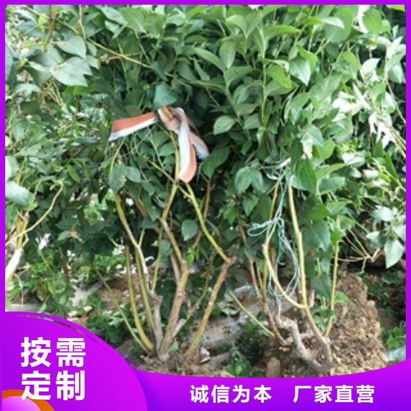 蓝莓苗钙果苗一站式采购商家