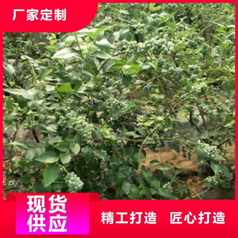 蓝莓苗源头工厂