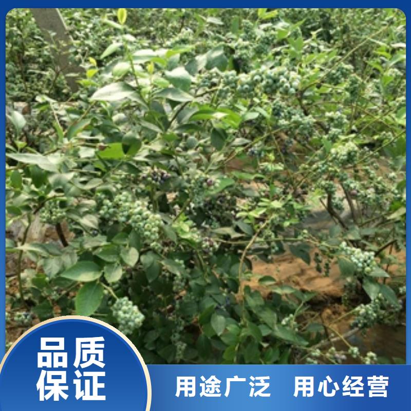 蓝莓苗钙果苗一站式采购商家