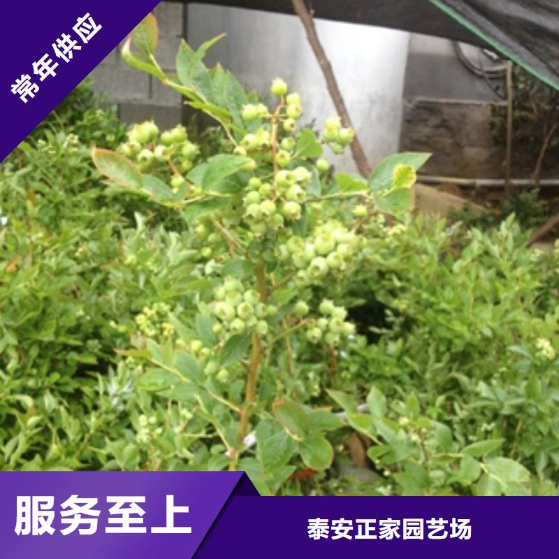 蓝莓苗泰山景松造型景松价格透明
