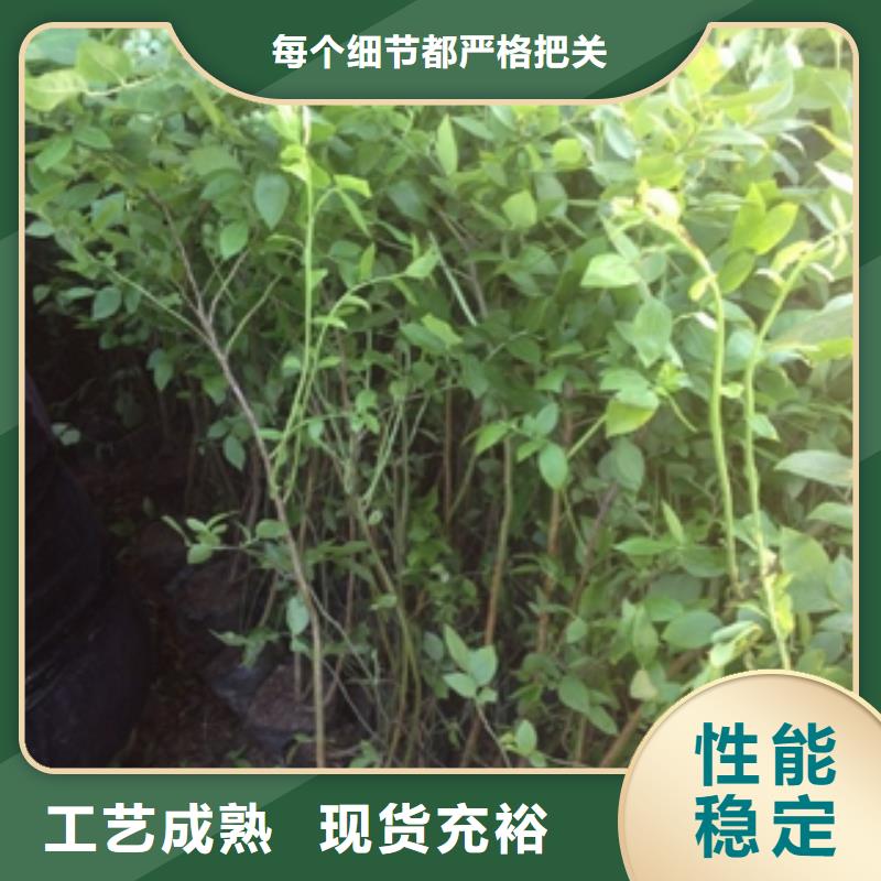 蓝莓苗源头工厂