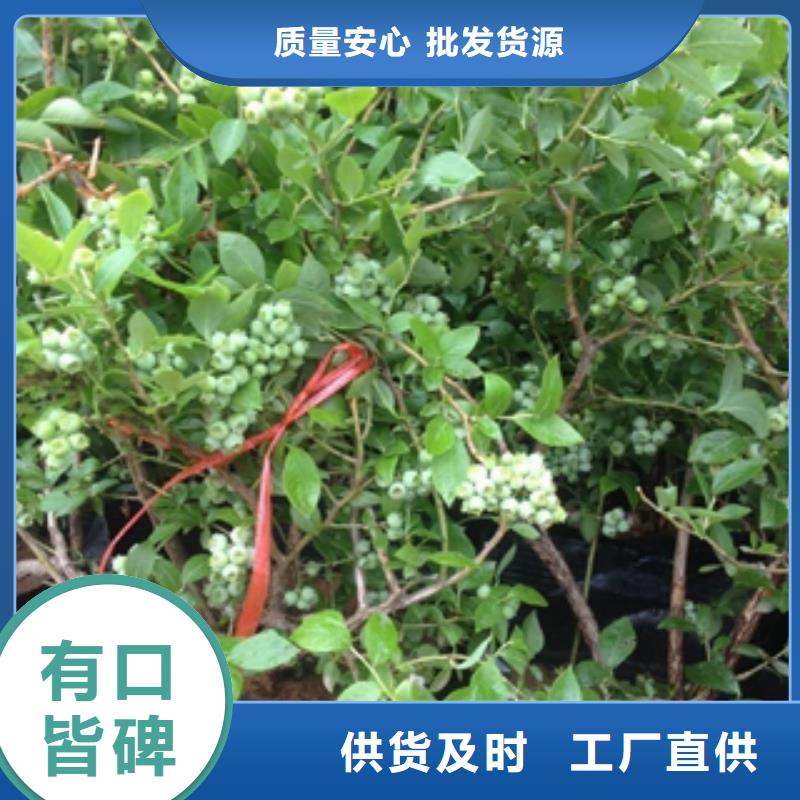 蓝莓苗泰山景松造型景松价格透明