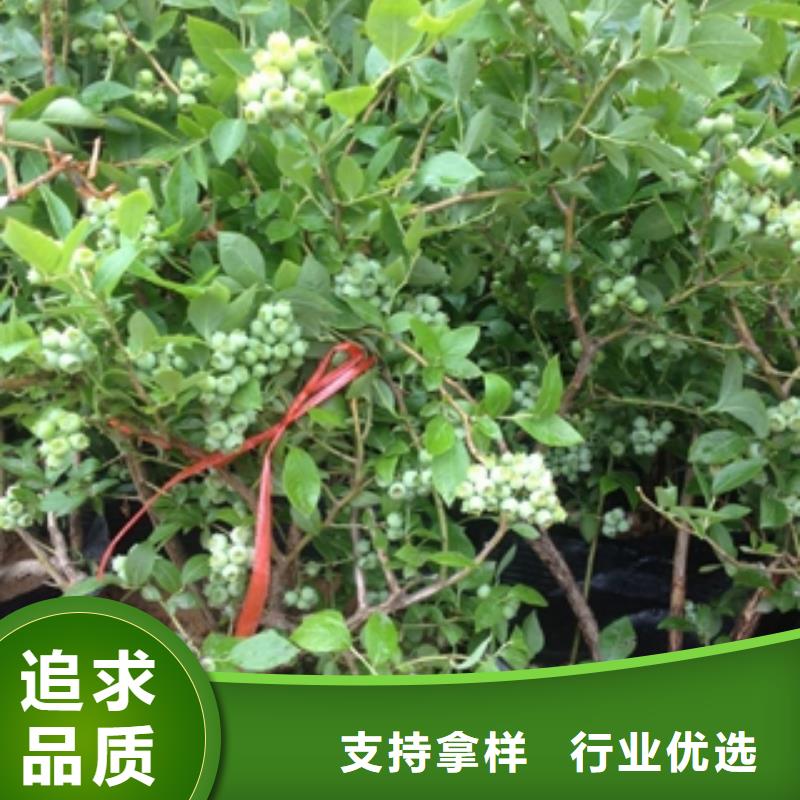 蓝莓苗钙果苗一站式采购商家