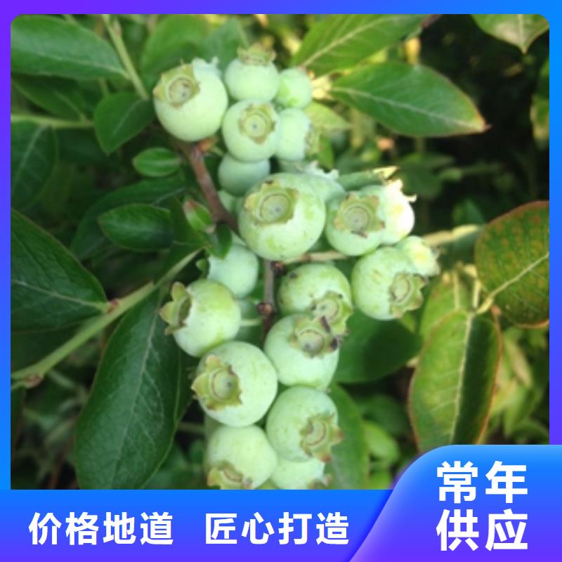 蓝莓苗绿化树绿化工程工厂批发