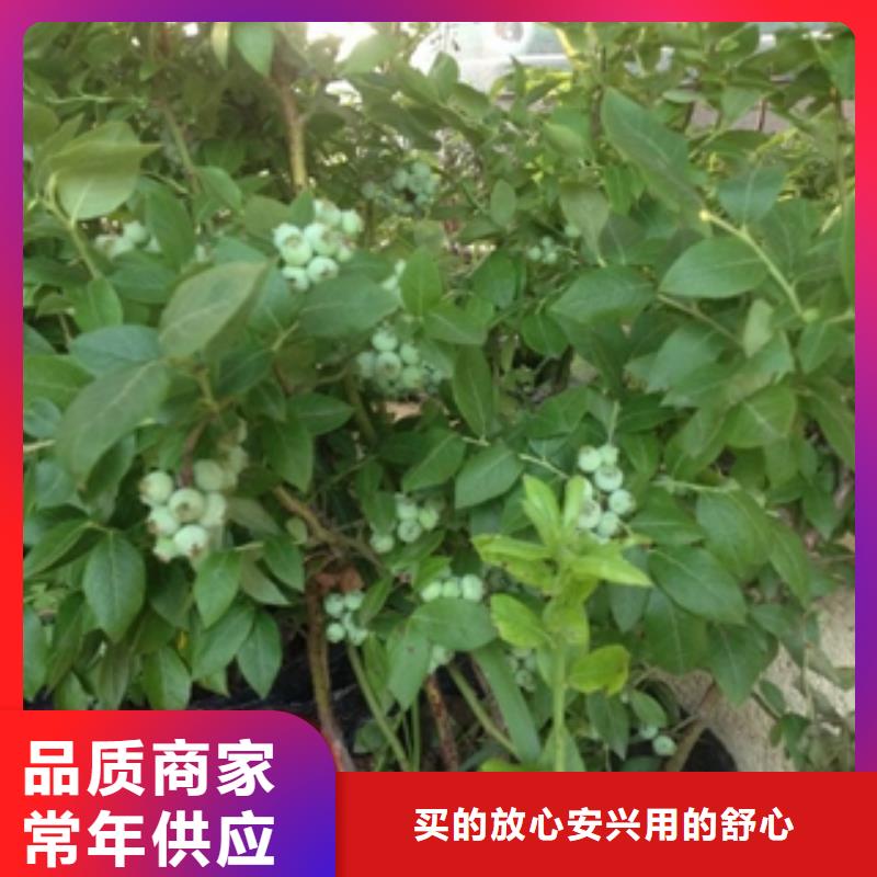 蓝莓苗泰山景松造型景松价格透明