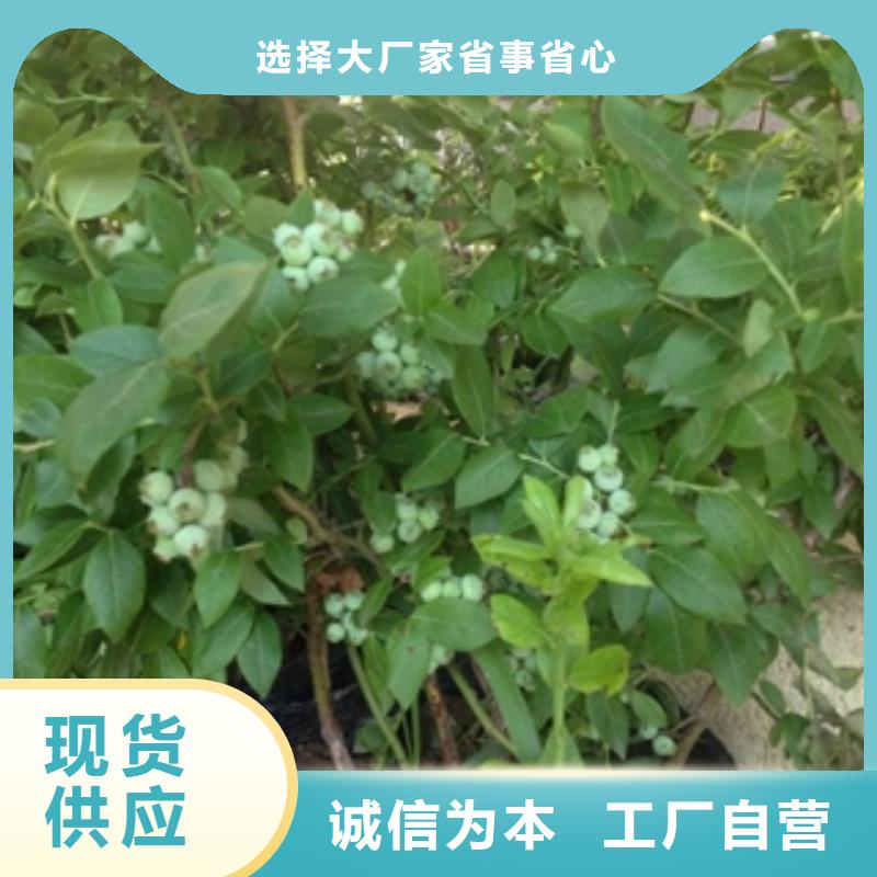 蓝莓苗泰山景松造型景松价格透明