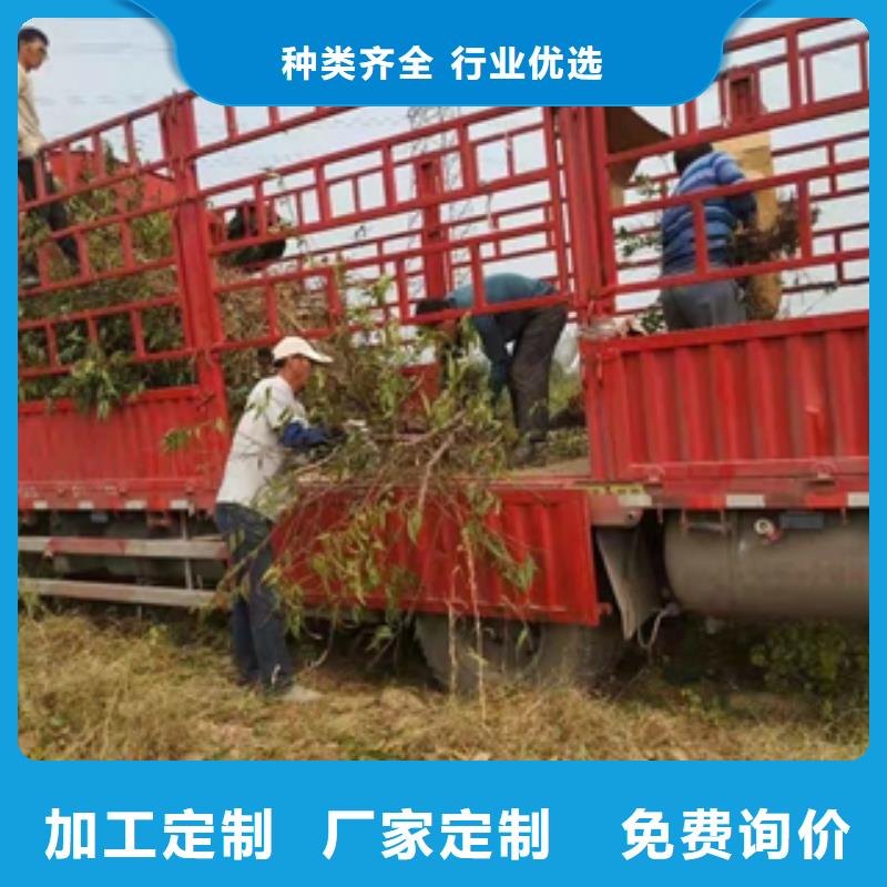 桃树泰山景松造型景松来图来样定制