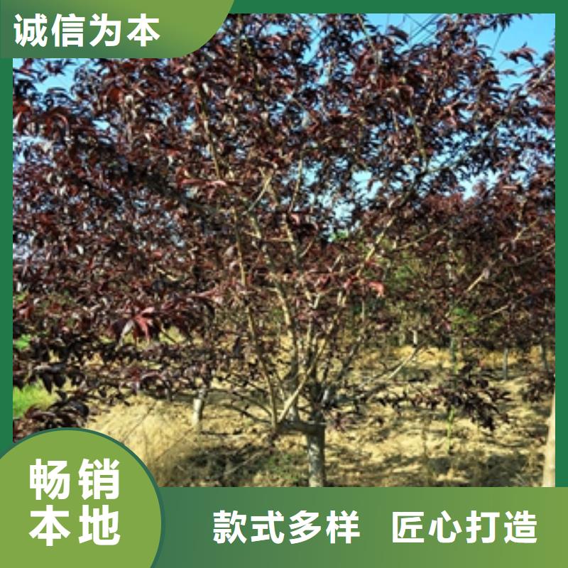 桃树碧桃产地采购