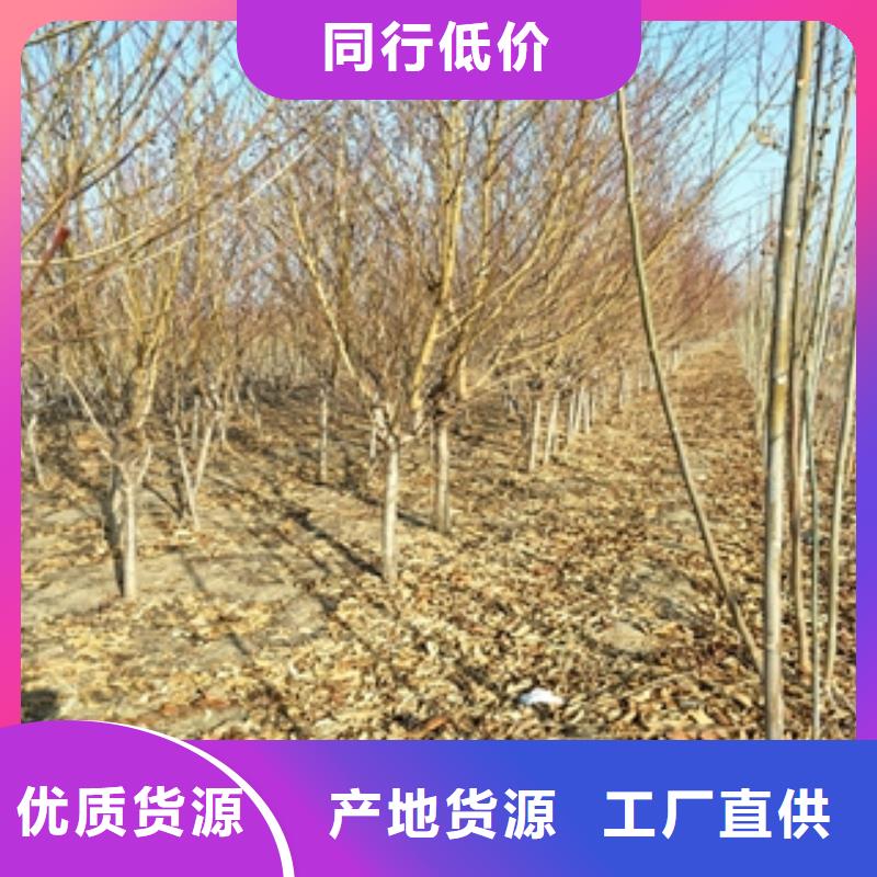 桃树-泰山景松造型景松来图加工定制