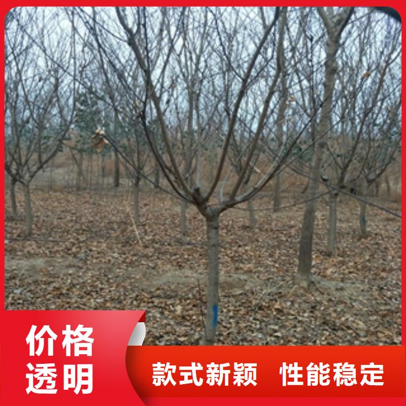 桃树,核桃苗樱花苗长果桑树苗选择我们选择放心