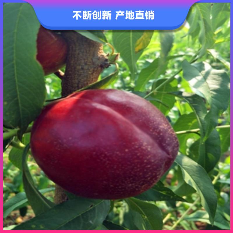 桃树,核桃苗樱花苗长果桑树苗选择我们选择放心
