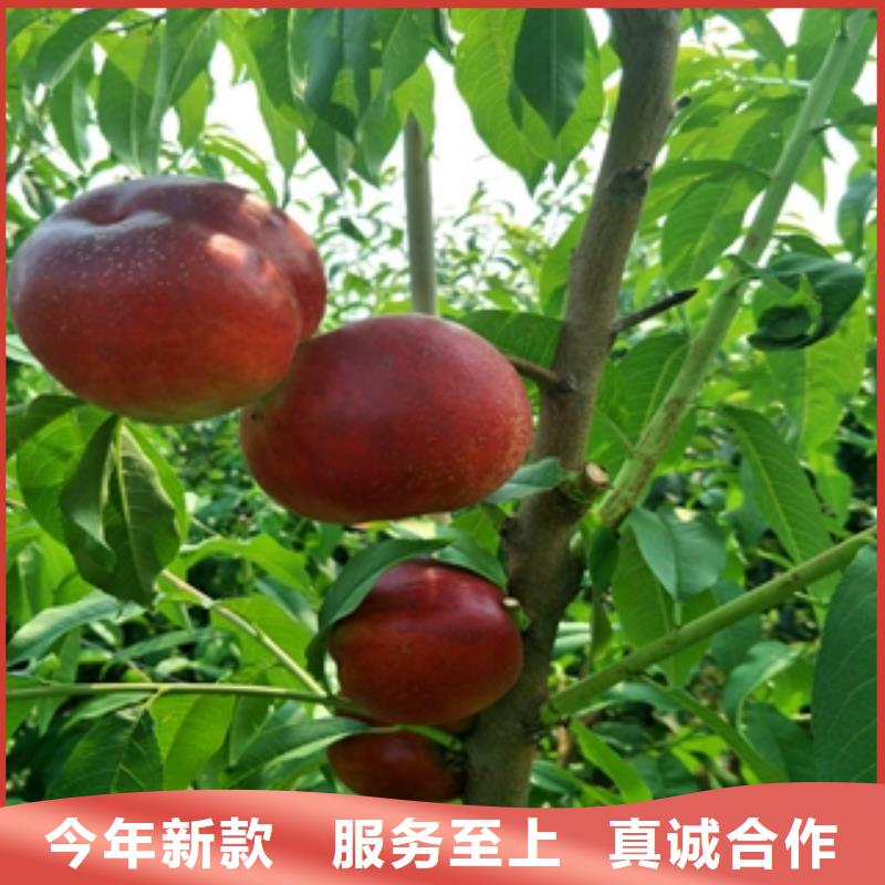 桃树泰山景松造型景松来图来样定制