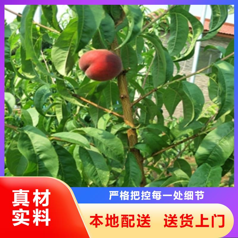 桃树-泰山景松造型景松来图加工定制