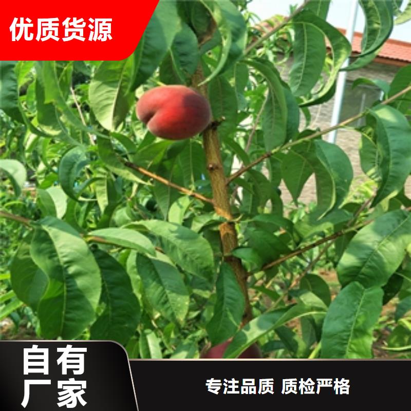 桃树泰山景松造型景松来图来样定制