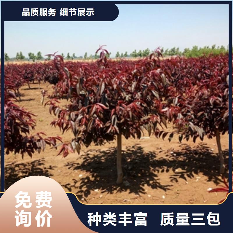 桃树碧桃产地采购