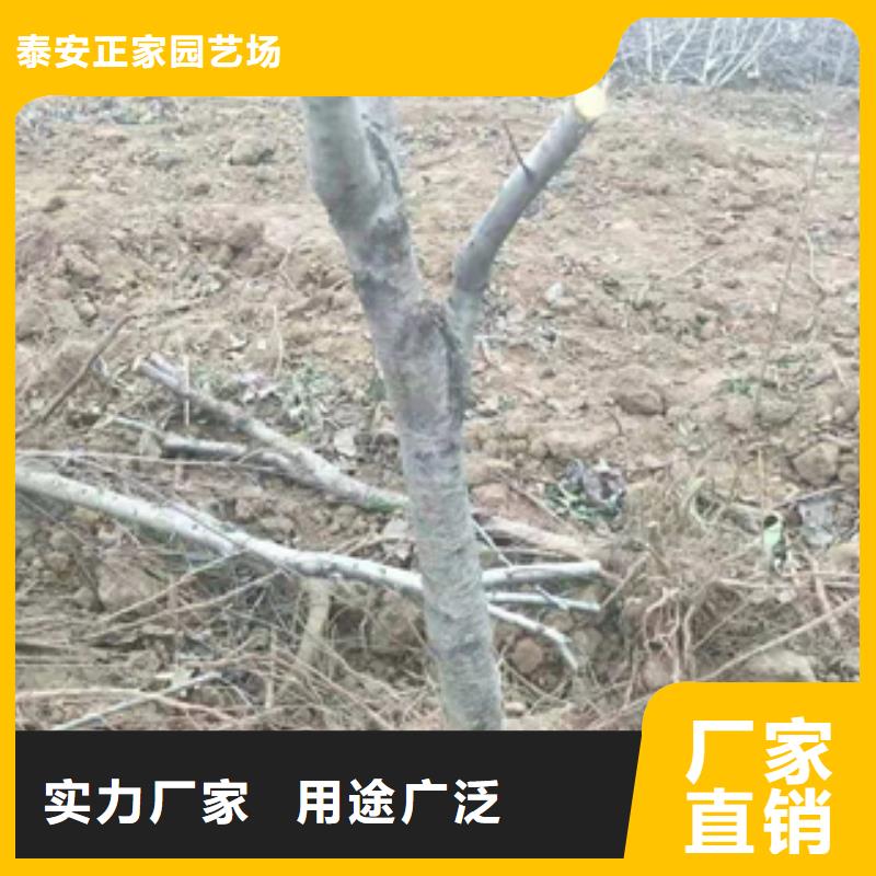 桃树,核桃苗樱花苗长果桑树苗选择我们选择放心