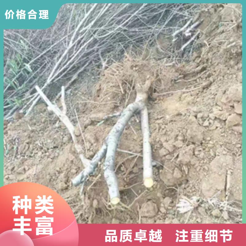 桃树-泰山景松造型景松来图加工定制