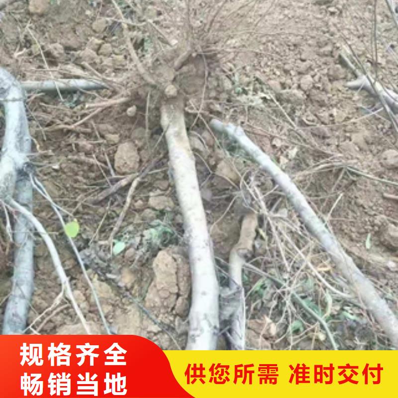 桃树泰山景松造型景松来图来样定制