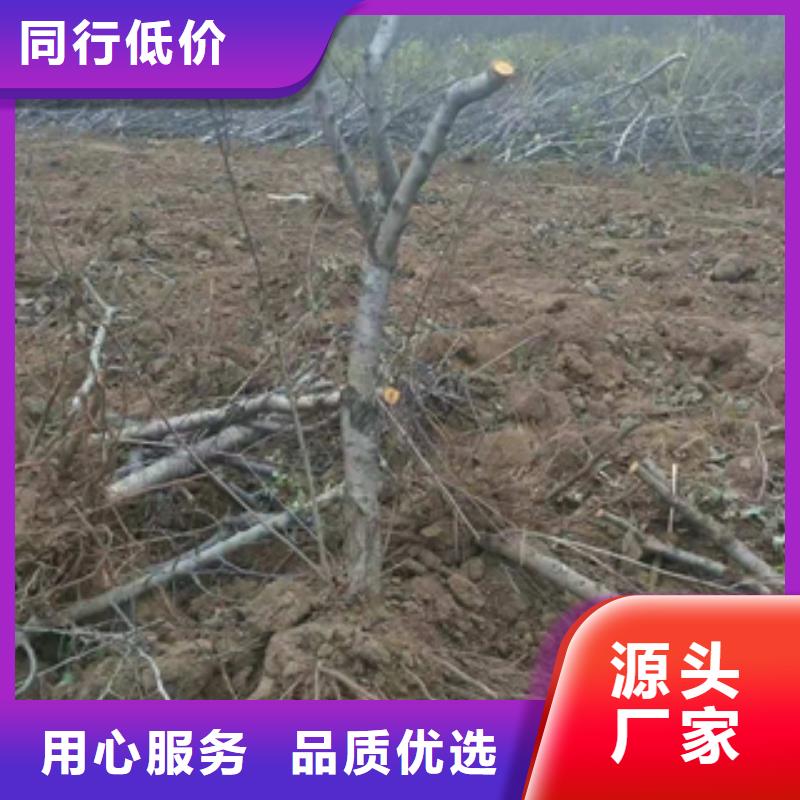 桃树,核桃苗樱花苗长果桑树苗选择我们选择放心