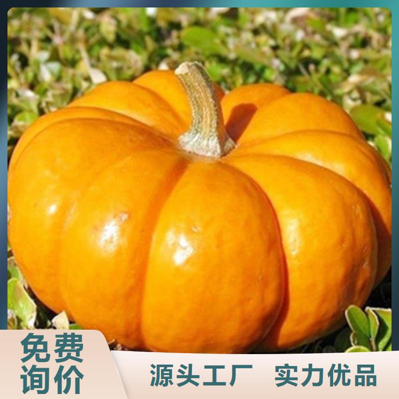 白沙县南瓜丁价格优