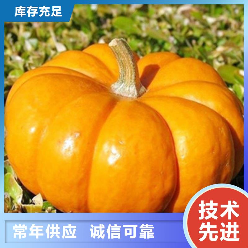 南瓜丁本地厂家