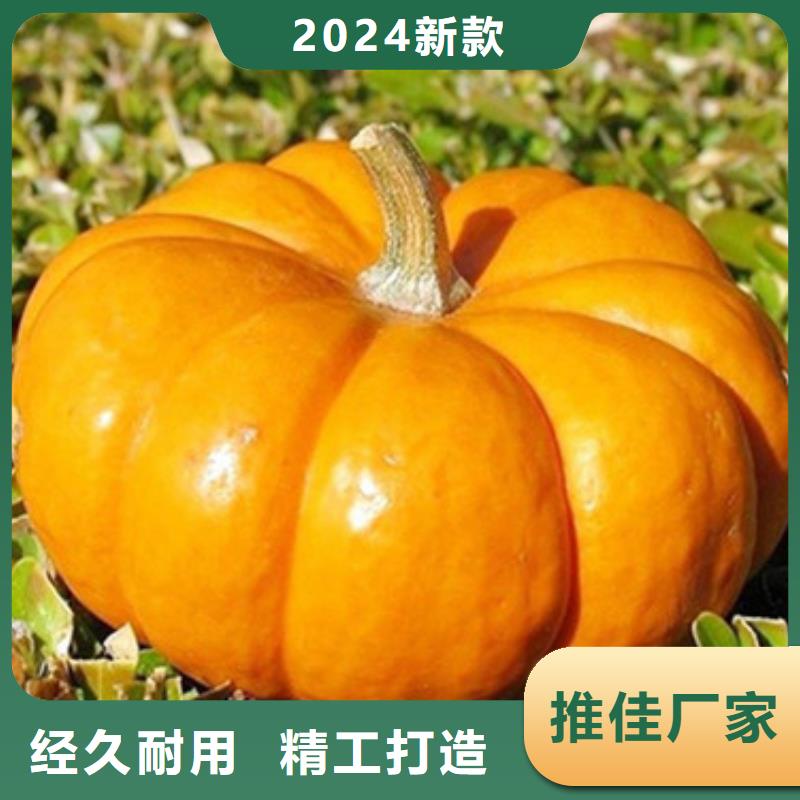 南瓜丁为您服务