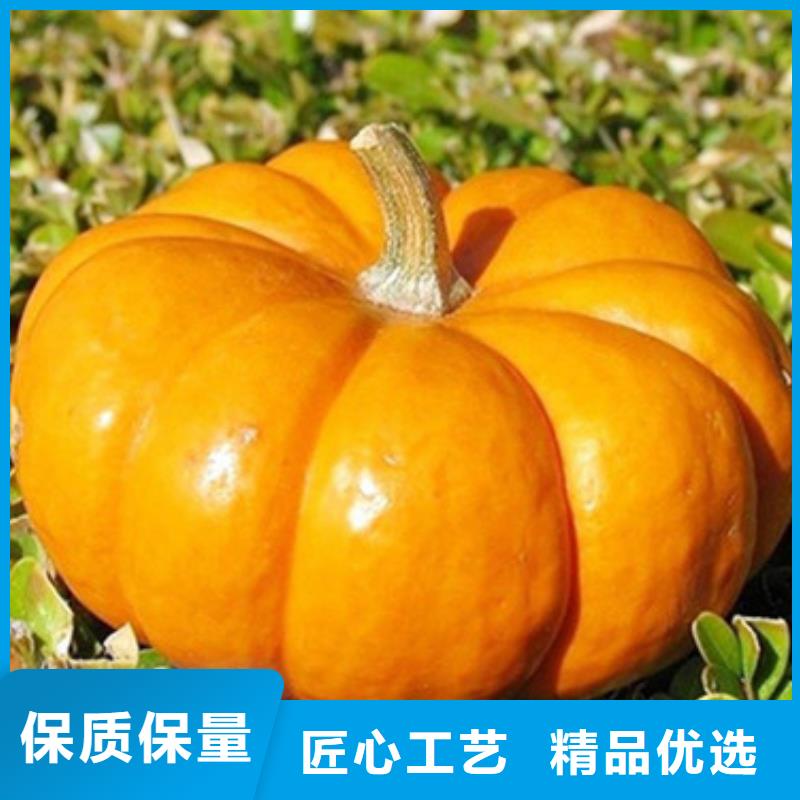 南瓜丁本地厂家