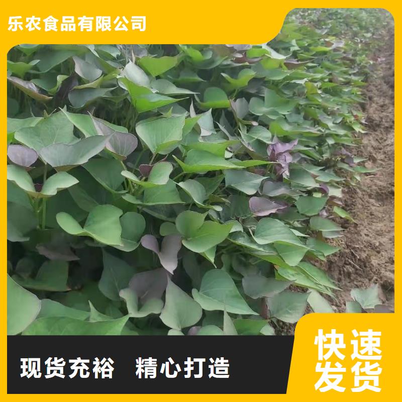 紫薯苗南瓜粉实力优品