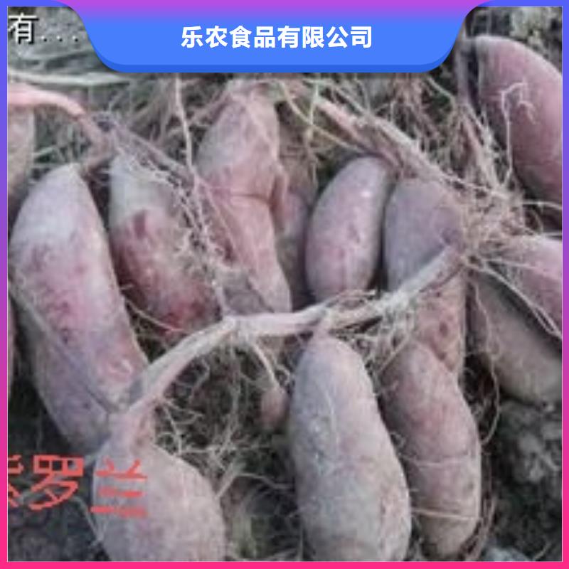 紫薯苗_羽衣甘蓝粉实力厂家直销