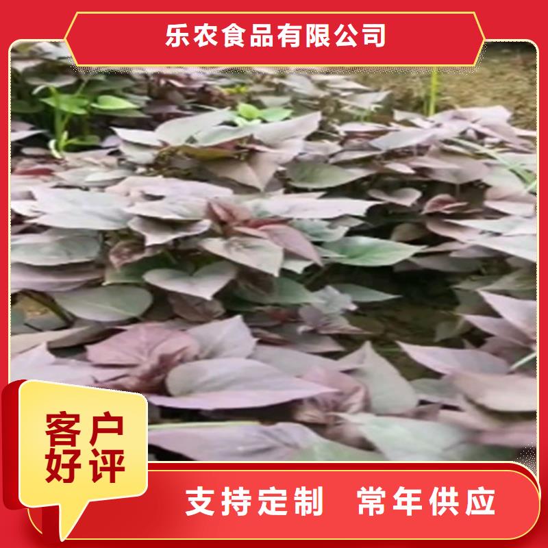 紫薯苗羽衣甘蓝粉认准大品牌厂家